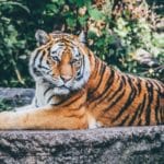 tigre de sumatra zoo de champrepus