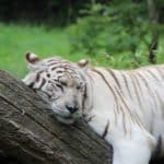 tigre du bengal au zoo cerza