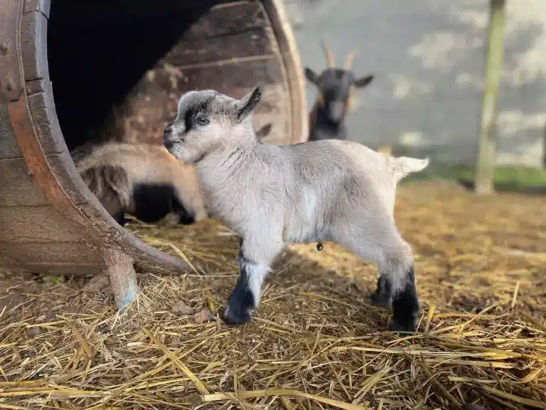 Camping avec mini-ferme près de Saint-Lô en Normandie.