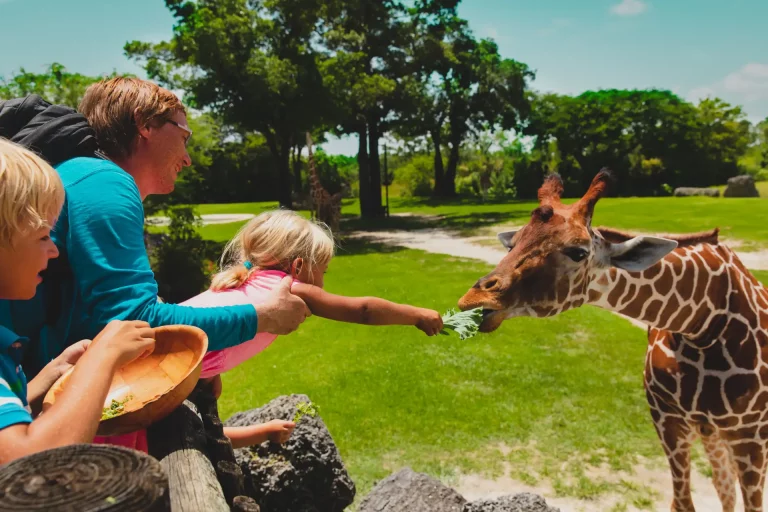 Le Zoo de Jurques, parc animalier , à Dialan sur Chaîne, Calvados